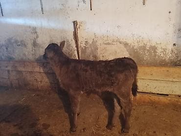 ветеринар ош круглосуточно: Продаю | Корова (самка) | Полукровка | Для молока | Племенные, Осеменитель, После отела — 2
