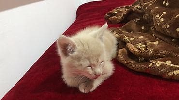 Мышыктар: Жоголгон : Породасыз, Эркек — 2