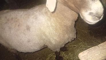 животное ласка: Продаю | Овца (самка) | Для разведения — 2