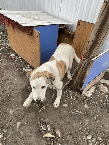 купить колли собаку: Собака средних размеров 3 месяца короткошёрстная, белая с рыжими — 2