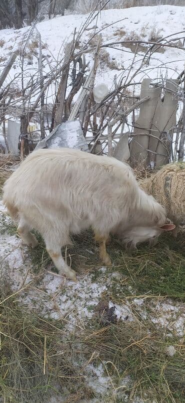 оптом кой козу: Сатам | Теке (эркек) | Көбөйтүү үчүн | Асыл тукумдуу — 5