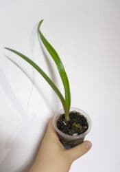 стабилизированные цветы бишкек: РАСПРОДАЖА по 100сом🔥🔥🔥🔥 💰💰📌📌 алоказия полли традесканция ладьевидная — 3