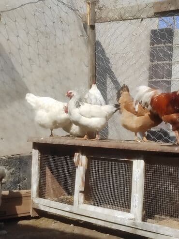 куры доминанты: Продаю | Петух, Цыплята, Куры | Арбор айкрес, Брама, Леггорн | На забой, Для разведения, Несушки — 3