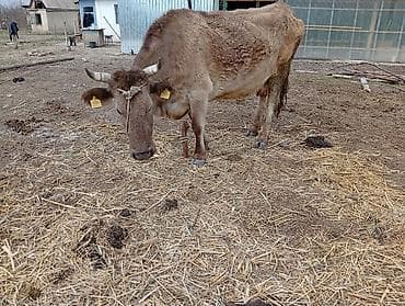 бычки годовалые: Продаю | Корова (самка) | Голштин | Для молока | Привязанные — 4