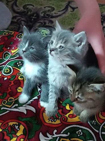 тигры: Котята домашние, разного окраса и шерстности. Описание: - Возраст — 6
