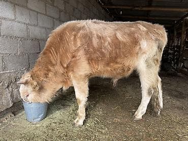 корм для животных: Продаю | Бык (самец) | На откорм | Привязанные — 3
