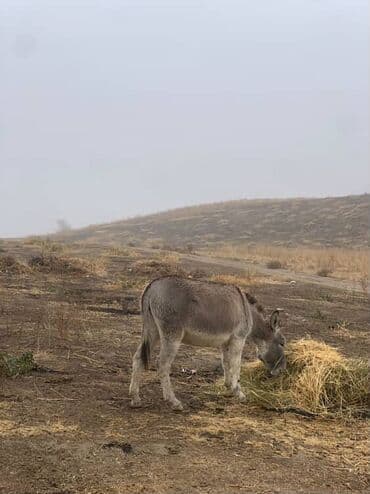 корм для перепелок: Осёл (серая масть) для хозяйства. - Неприхотливое — 1