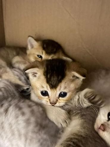 отдам в хорошие руки котят: Скотиш Фолд (Шотландская вислоухая), 3 месяца, Мальчик, Приучена к лотку — 3