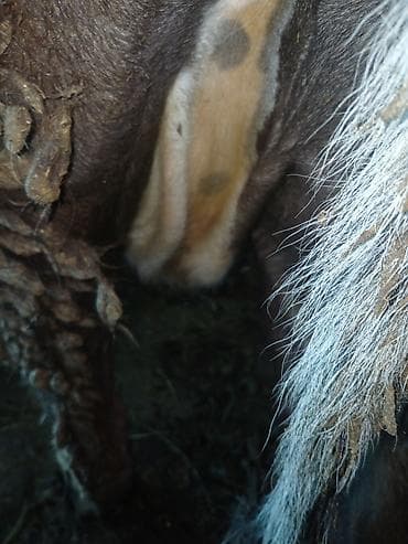 коров: Продаю | Корова (самка) | Алатауская | Для разведения, Для молока | Стельные — 2