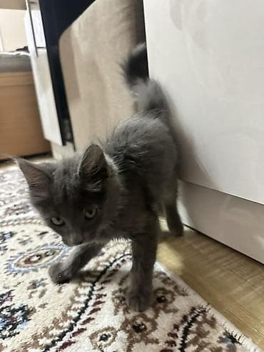 foo foo: ОТДАМ КОТЕНКА ДАРОМ Мальчик, привитый, привык к человеку отдам в — 1