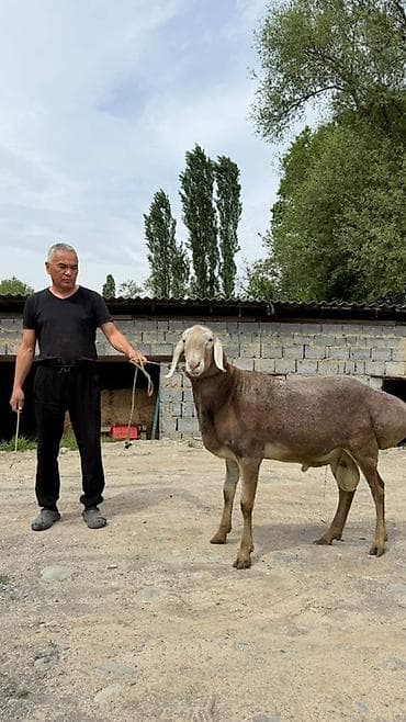 монбельярд цена: Продаю | Баран (самец) | Для разведения | Племенные — 3