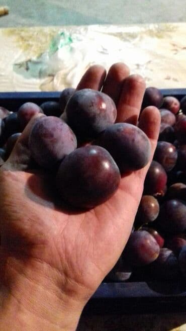 кумыс с медом бишкек: Слива!!! Кара өрүк!!! — 1