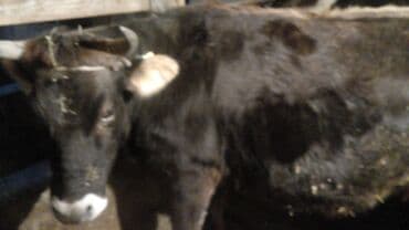 кабыла лошадь: Продаю | Корова (самка) | Алатауская | На откорм | Не стельные — 4