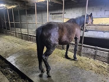 Услуги ветеринара: Продаю | Кобыла (самка) | Рабочий — 3