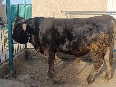 кролик французский баран: Продаю | Бык (самец) | Швицкая | Для разведения, Для молока | Осеменитель, Искусственник — 10