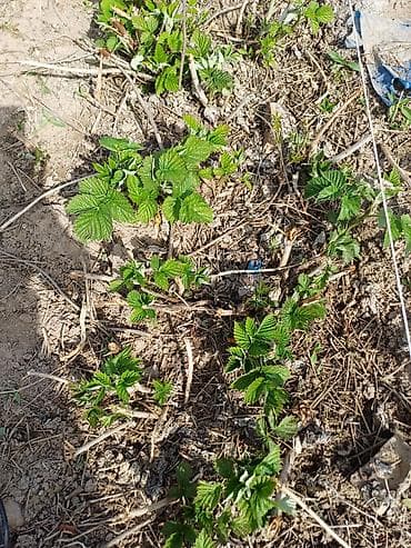 куплю малина: Рассада малины (молодые корневые отпрыски) - Сортовая малина, крепкие — 3