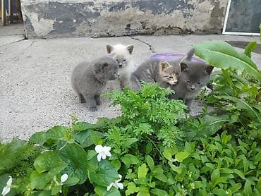 для крыс: Бесплатно котята от нашей кошки СУПЕР-ОХОТНИЦЫ. Кошка ловит не только — 5