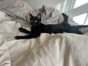 Продажа кошек: 3 месяца, Девочка, Приучена к лотку — 8