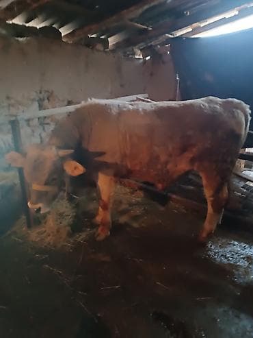 быки бука: Продаю | Бык (самец) | Швицкая — 9