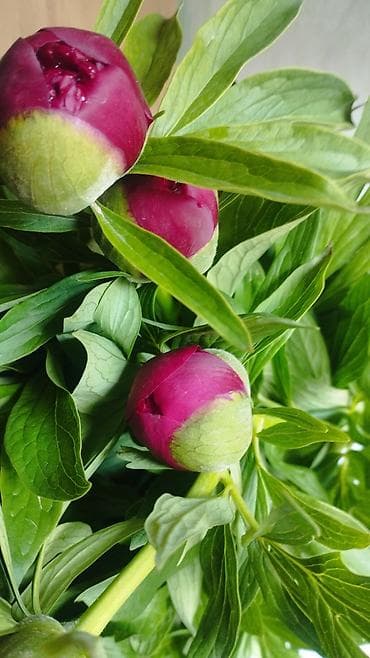 бугенвилия: Платная доставка — 1