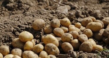 полка для овощей и фруктов: Картошка — 3