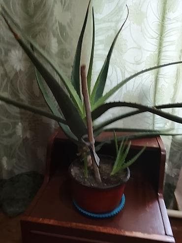 туп: Алоэ (в горшке) - Крупное комнатное алоэ с длинными мясистыми — 1