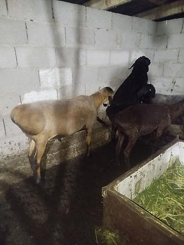 Продаю | Овца (самка) | Для разведения