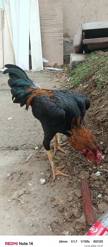 сколько стоит ротвейлер щенок: Продаю | Петух | Дакан | Для боев — 8