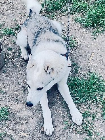 Собака даром: Лайка, 2 месяца, Самец