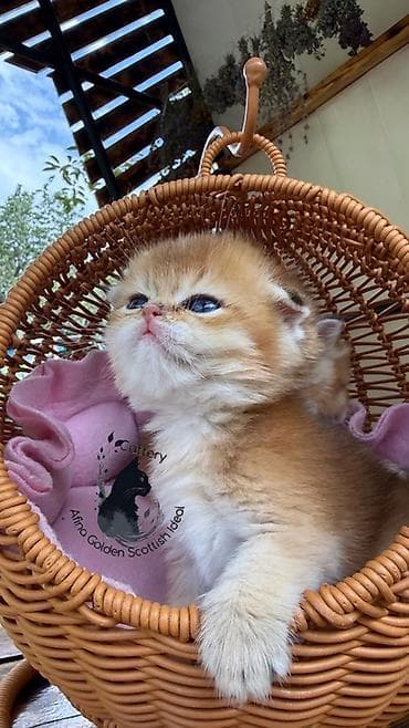 кошка черная: Скотиш Фолд (Шотландская вислоухая), 1 месяц, Мальчик, Золотая шиншилла, Приучена к лотку, Проглистована, С документами — 6