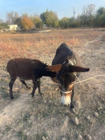 животные ош: Осёл с жеребёнком — 3