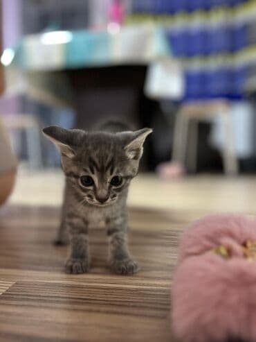 вислоухая кошка сколько стоит: Очаровательные котята серого окраса (табби) с выразительными глазами и — 2