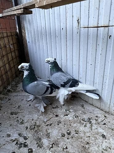 гуси купить: Пара не гоненные. Плодные. Ноги обрезанные — 1
