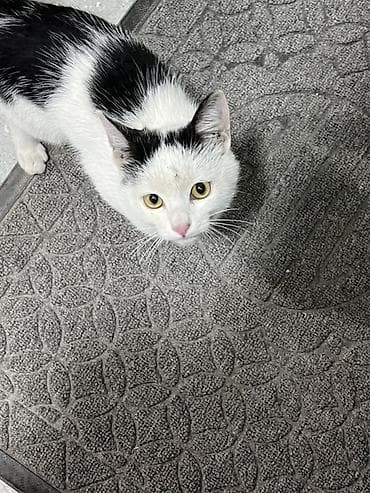 кошка домашняя: Котёнок чёрно-белого окраса (би-колор/пегий). Крупные жёлтые глаза — 3