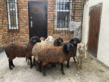 ящик для фрукты: Продаю | Овца (самка) | Для разведения — 3