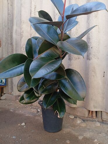 фикус для офиса: Комнатные растения в горшках: 1) Фикус эластика (каучуконосный, сорт — 1