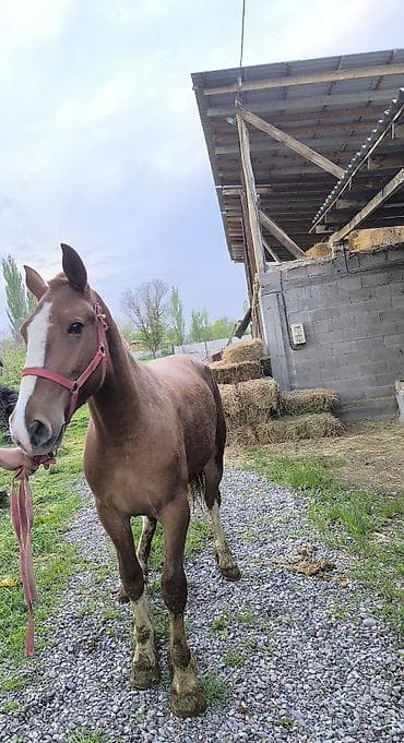 Продаю | Кобыла (самка) | Рабочий