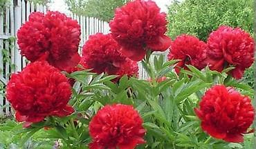 саженцы пионы: Корни пионов от 500 с и выше отправляем по регионам звоните по но — 4