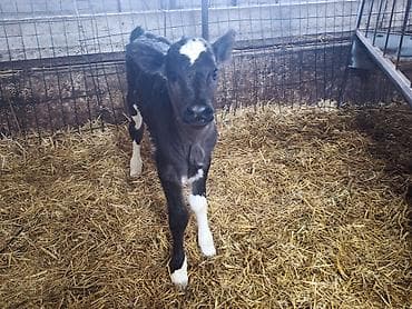 кролик мини лоп: Продаю | Тёлка | Голштин, Швицкая | На откорм, Для разведения, Для молока | Искусственник — 3