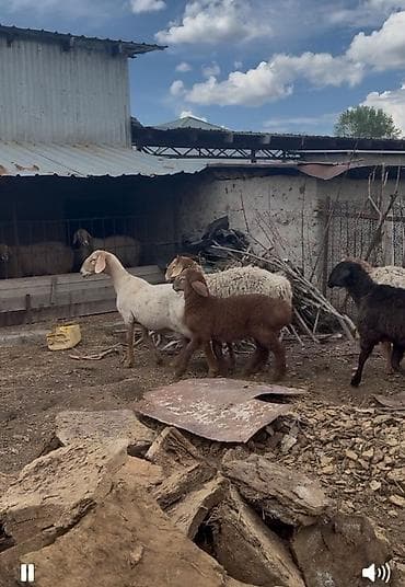 Продаю | Овца (самка) | Для разведения | Племенные