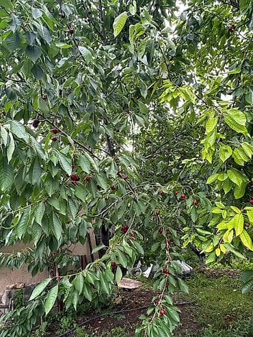вишня ягода: 🍒 Продаётся крупная, качественная черешня! ✔️ Очень большие плоды — 1