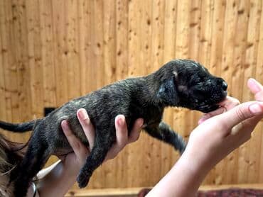 бульдоги: Щенки Канарского Дога (Presa Canario) С документами, прививками 8 — 44