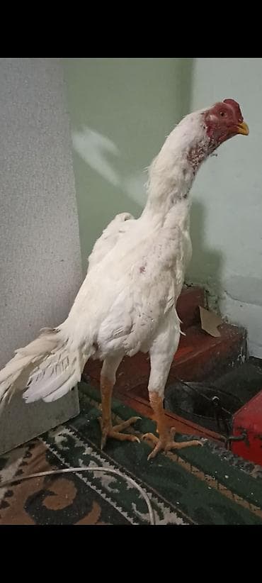 жорго сатам: Сатам | Короздор | Тебиштирүүчү | Тебиштирүү үчүн — 2