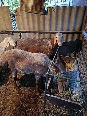 бирманская кошка цена: Продаю | Овца (самка) | Для разведения | Матка — 2