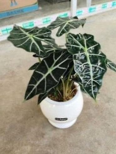 кок талаа: Алоказия (Alocasia) Полли в декоративном горшке. - Эффектные крупные — 1