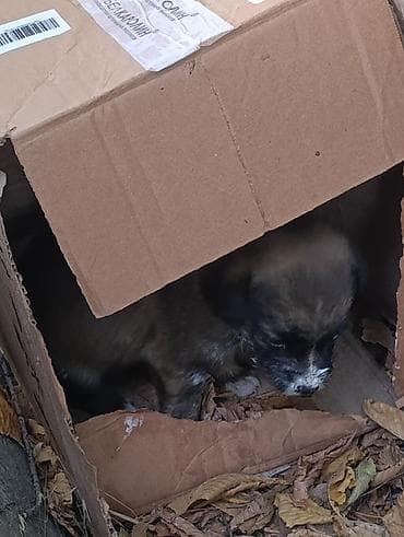 тойтер: Собака даром: Дворняжка, 1 месяц, Самец — 2