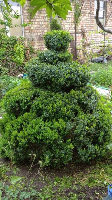 кустовые розы цена бишкек: Продается большой самшит 10000 т сом — 1