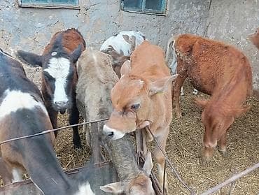 кошки бишкек купить: Продаю | Музоо, торпок | Полукровка | На откорм | Искусственник — 6