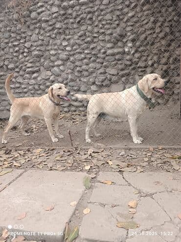 сколько стоит собака золотистый ретривер: Лабрадоры-ретриверы, палевого окраса - Две породные собаки палевого — 1