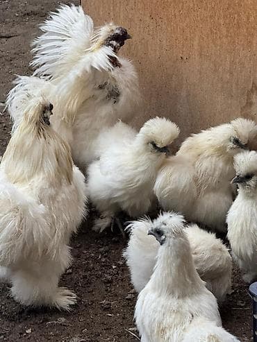 продам индоуток: Продаю | Куры, Петух — 1